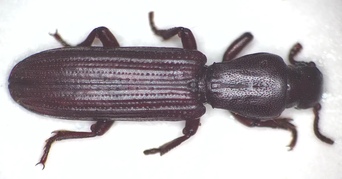 Deretaphrus aequaliceps - photo 3
