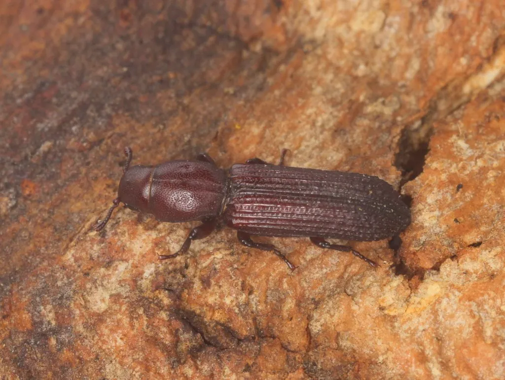 Deretaphrus erichsoni - photo 2