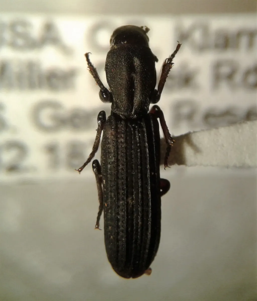 Deretaphrus oregonensis - photo 2