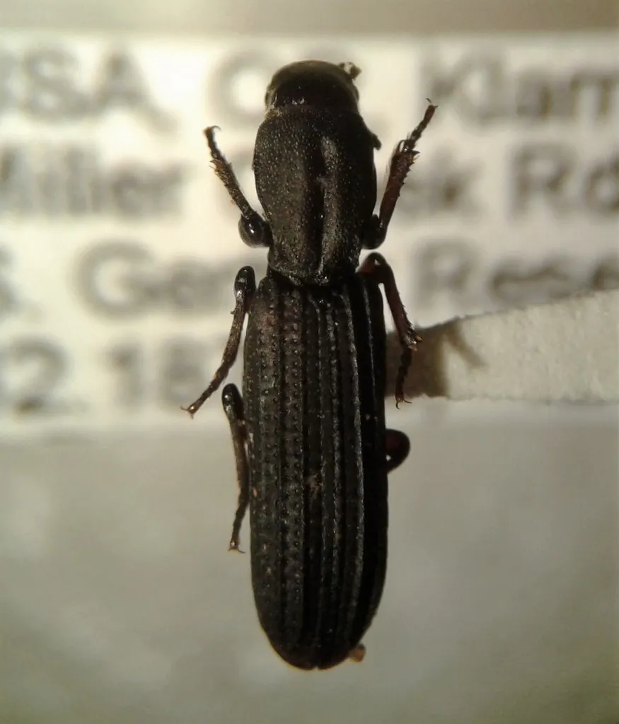 Deretaphrus oregonensis - photo 3