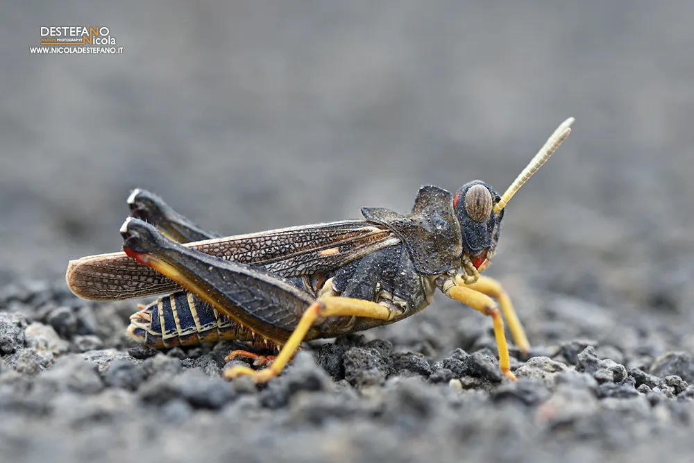 Dericorythidae - photo 2
