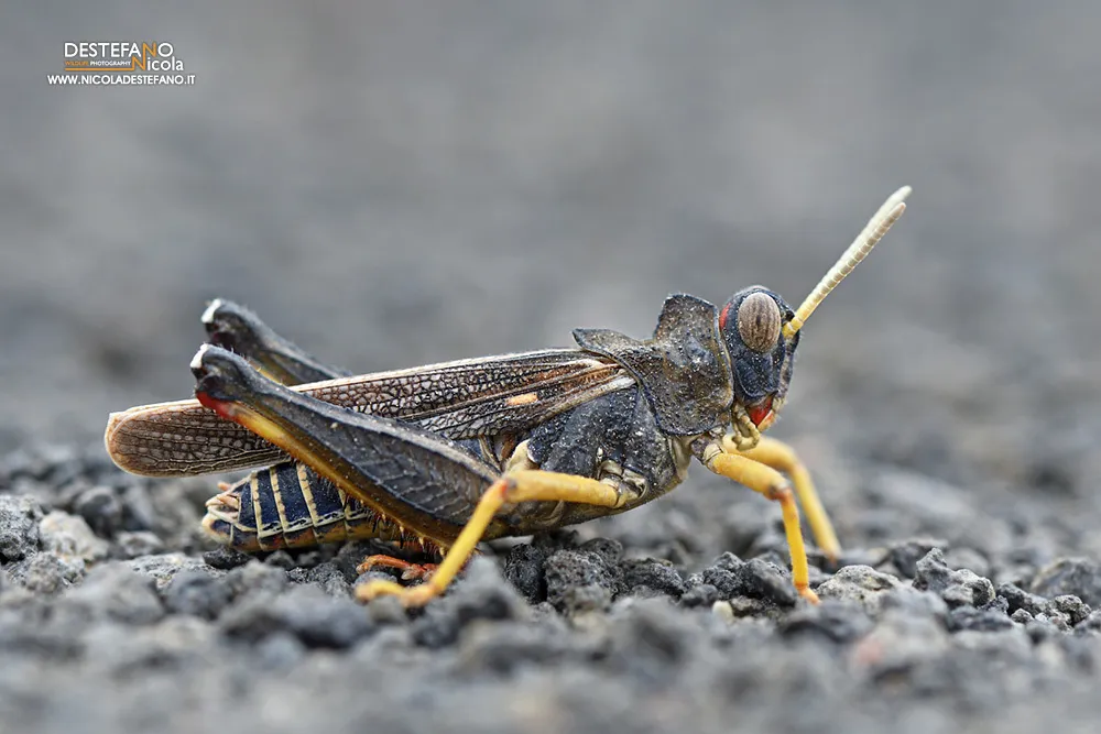 Dericorythidae - photo 3