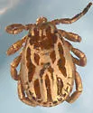 Dermacentor albipictus