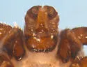 Dermacentor albipictus - photo 2