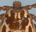 Dermacentor albipictus - photo 3