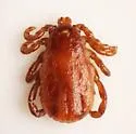 Dermacentor albipictus - photo 4