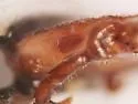 Dermacentor albipictus - photo 5