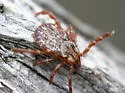 Rocky Mountain Wood Tick
