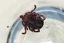 Rocky Mountain Wood Tick - photo 3