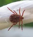 Rocky Mountain Wood Tick - photo 4