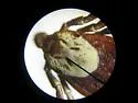 Rocky Mountain Wood Tick - photo 5