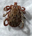 Pacific Coast Tick