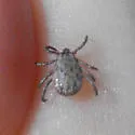 Pacific Coast Tick - photo 2