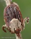 Pacific Coast Tick - photo 3