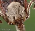 Pacific Coast Tick - photo 4