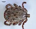 Pacific Coast Tick - photo 5