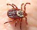 Western Dog Tick