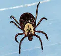 Western Dog Tick - photo 2