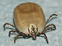 Western Dog Tick - photo 3