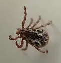 Western Dog Tick - photo 4