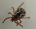 Western Dog Tick - photo 5