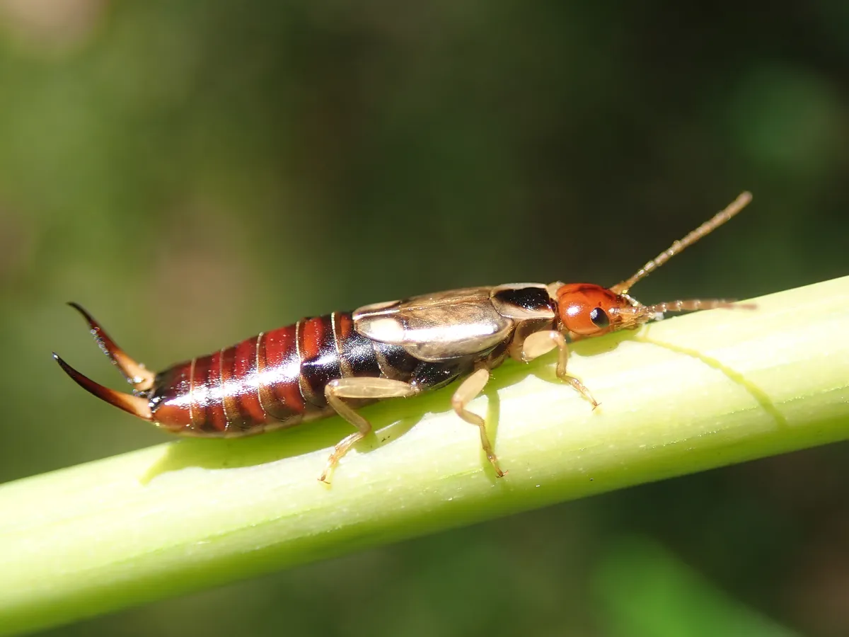 Earwigs - photo 2