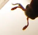 Black Larder Beetle - photo 3