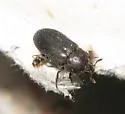 Black Larder Beetle - photo 4