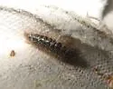 Black Larder Beetle - photo 5