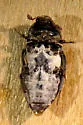 Dermestes caninus