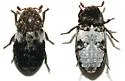 Dermestes caninus - photo 2