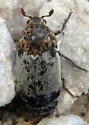 Dermestes caninus - photo 5