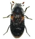 Dermestes carnivorus