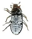 Dermestes carnivorus - photo 2