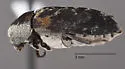 Dermestes carnivorus - photo 4