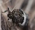 Dermestes fasciatus - photo 4