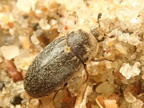 Fringed Larder Beetle - photo 2