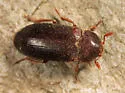 Dermestes haemorrhoidalis