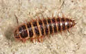 Dermestes haemorrhoidalis - photo 2