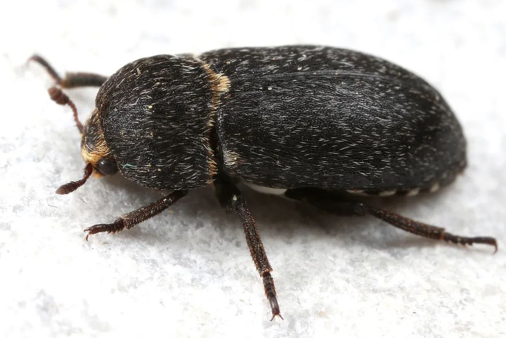 Dermestes laniarius - photo 2