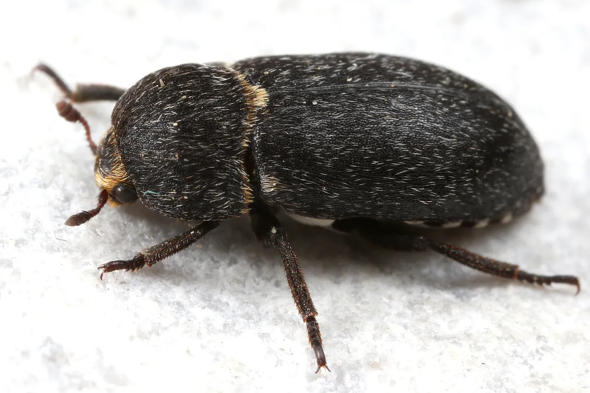 Dermestes laniarius - photo 3