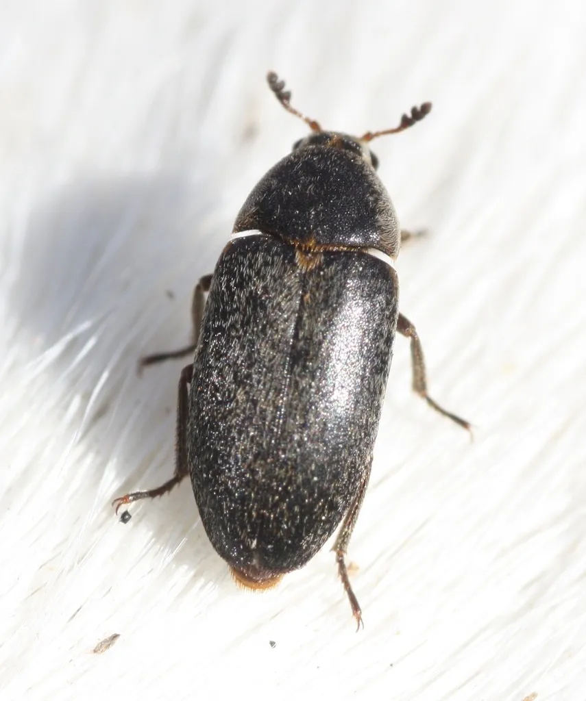 Hide Beetle