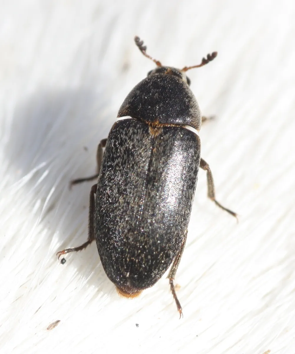 Hide Beetle - photo 2