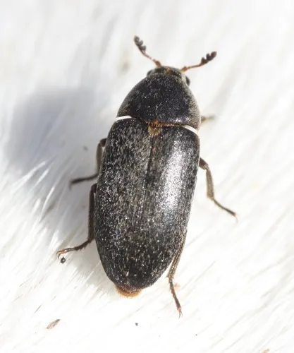 Hide Beetle - photo 3