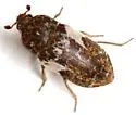 Common Carrion Beetle - photo 2