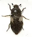 Common Carrion Beetle - photo 4