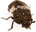 Common Carrion Beetle - photo 5