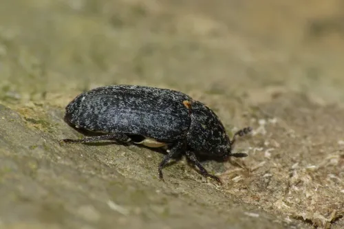 Dermestes murinus - photo 2