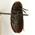 Dermestes nidum