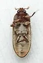 Dermestes nidum - photo 3
